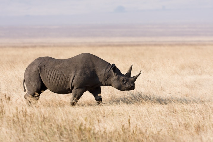 Ngorongoro Spitzmaulnashorn Rhino
